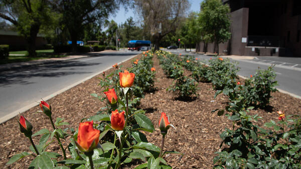 Orange roses planted in front of Arts Building