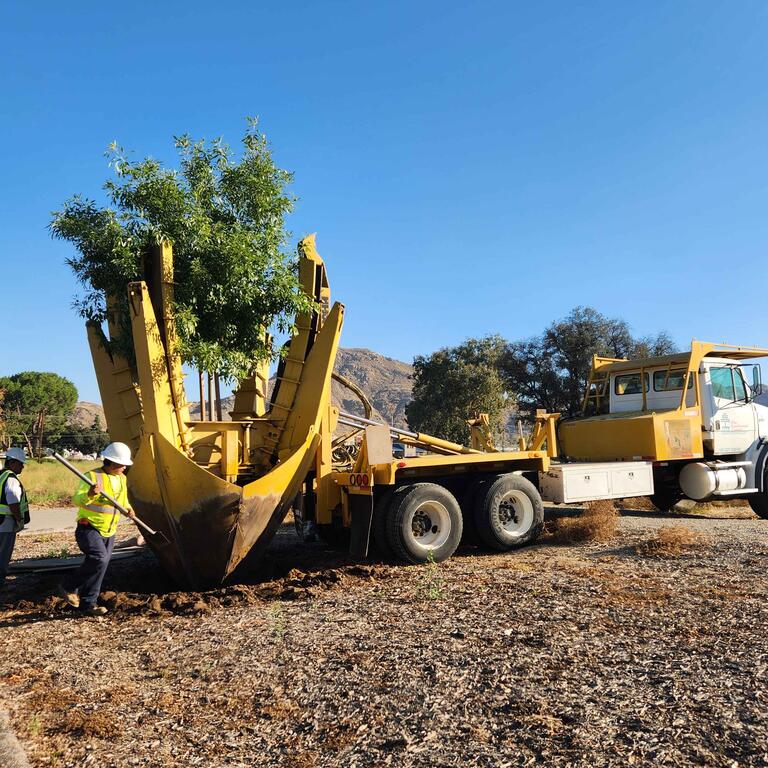 Specialized vehicle about to haul a tree away from the ground