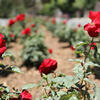 Red roses in a median