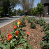 Orange roses in a median